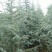 雪松自家基地直销各规格齐全量大从优欢迎选购