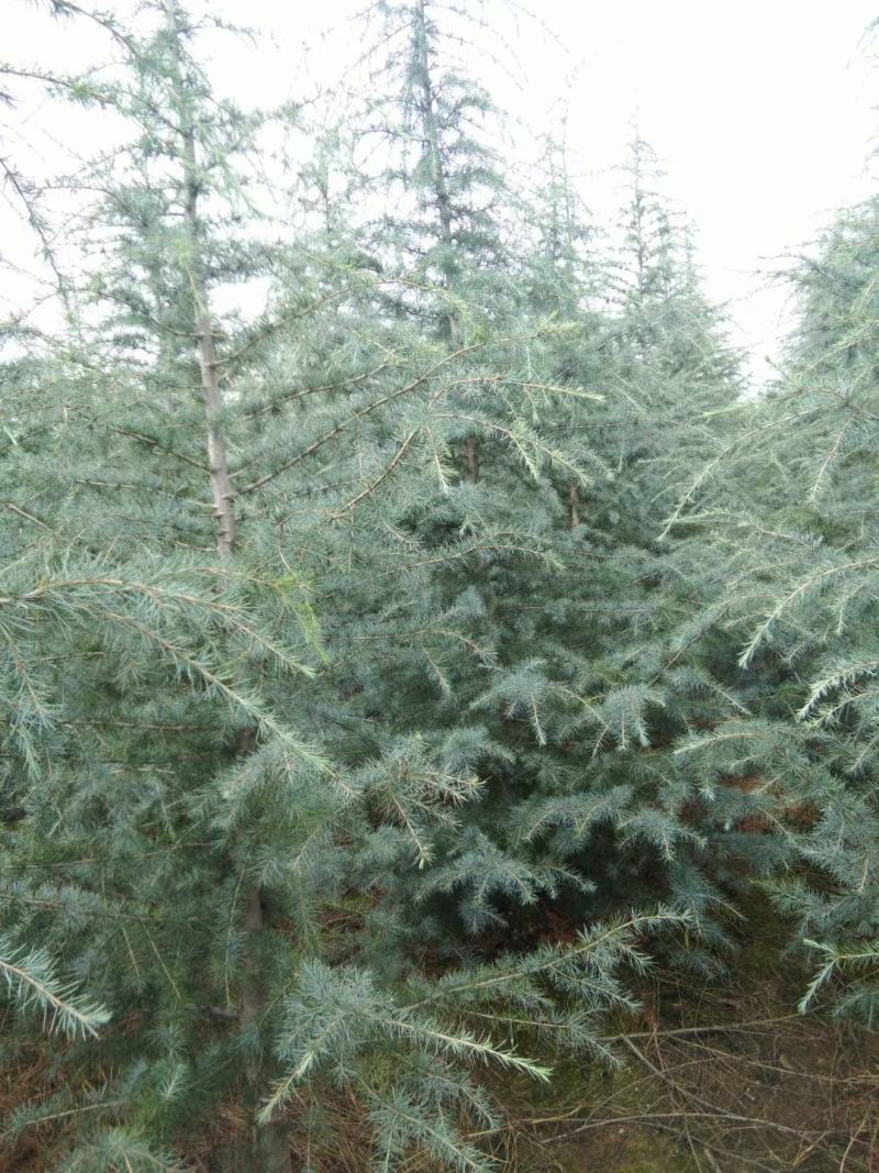 雪松自家基地直销各规格齐全量大从优欢迎选购