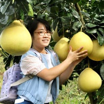 万亩平和琯溪蜜柚白心柚子供电商+一件代发