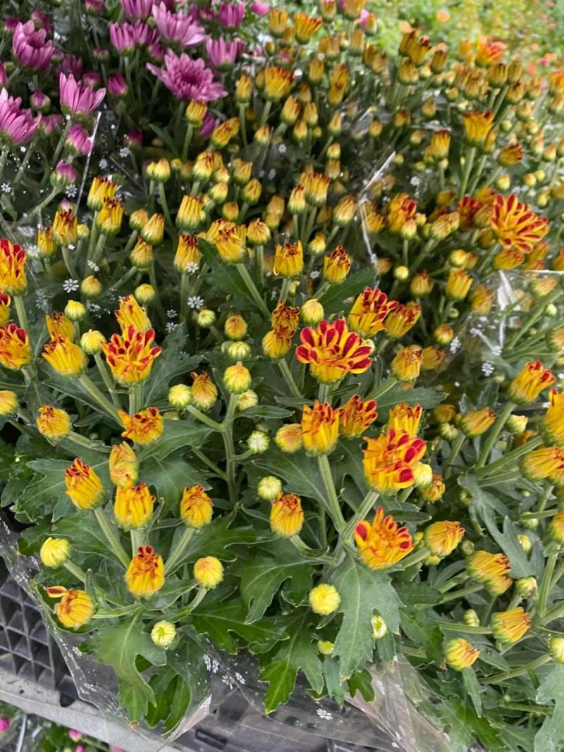 荷兰菊盆栽基地直销视频看货栽培成活率高花色多