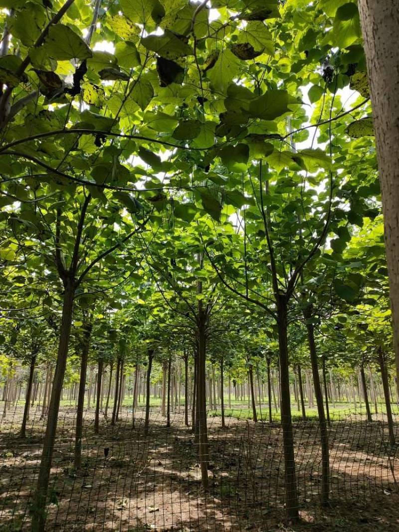 竹柳，金丝垂柳，截头发冒周口太康柳树基地14-20公分，