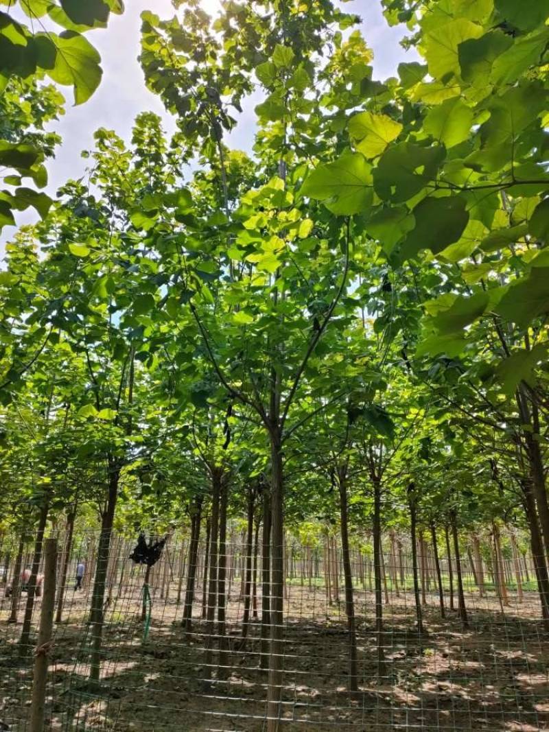 竹柳，金丝垂柳，截头发冒周口太康柳树基地14-20公分，