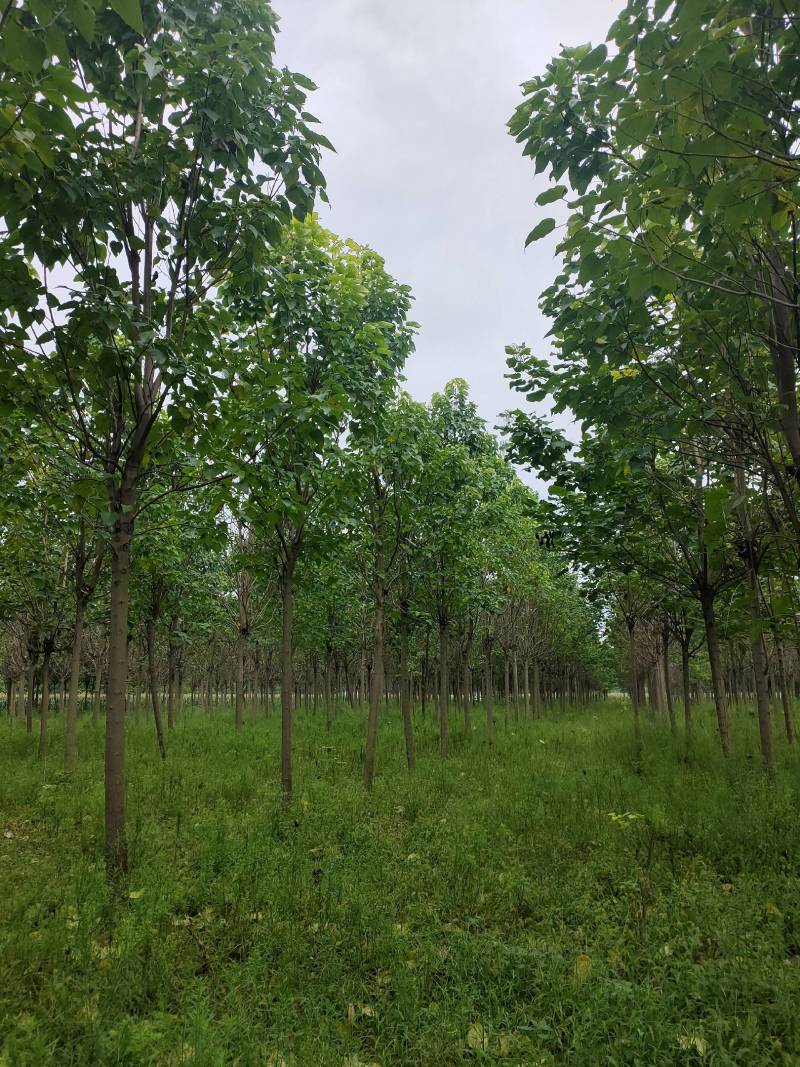河南千亩泡桐基地供应泡桐3-10公分有量，栾树10公分