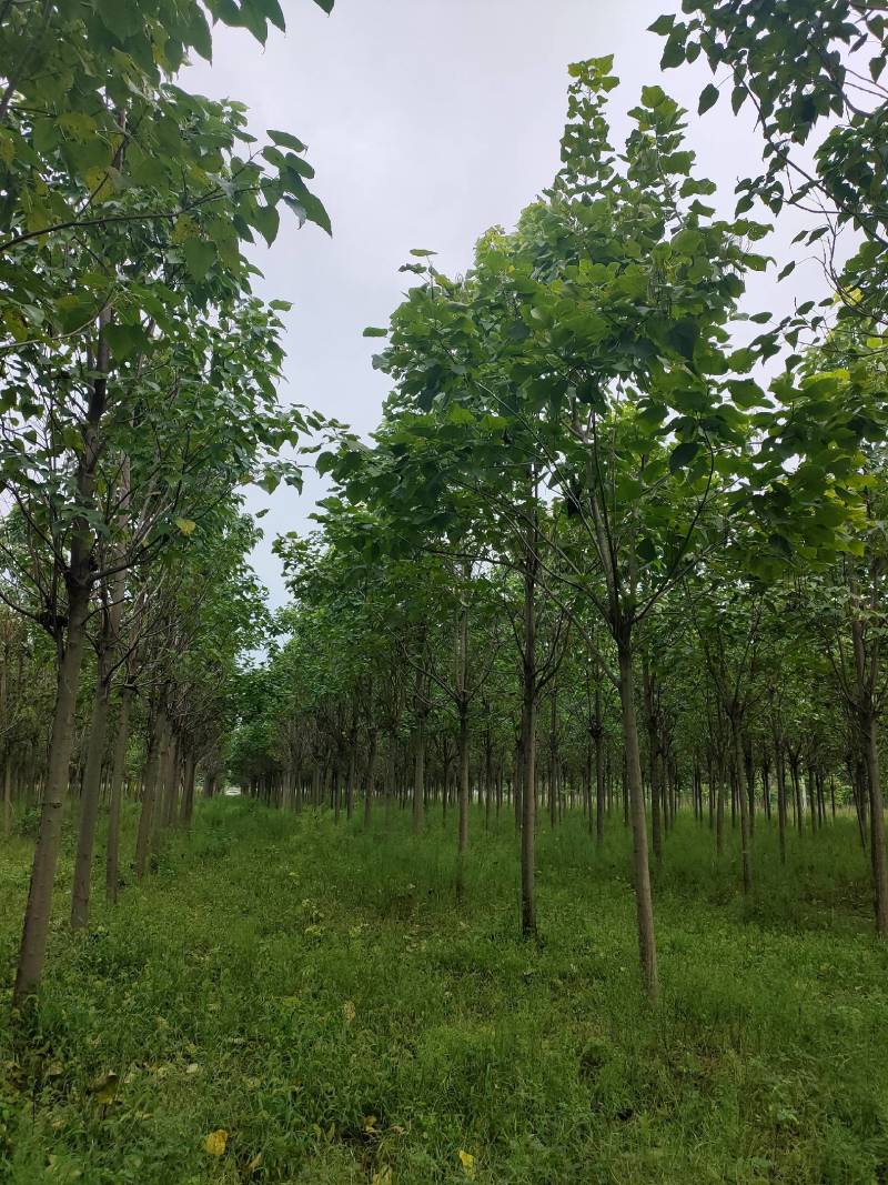 河南千亩泡桐基地供应泡桐3-10公分有量，栾树10公分