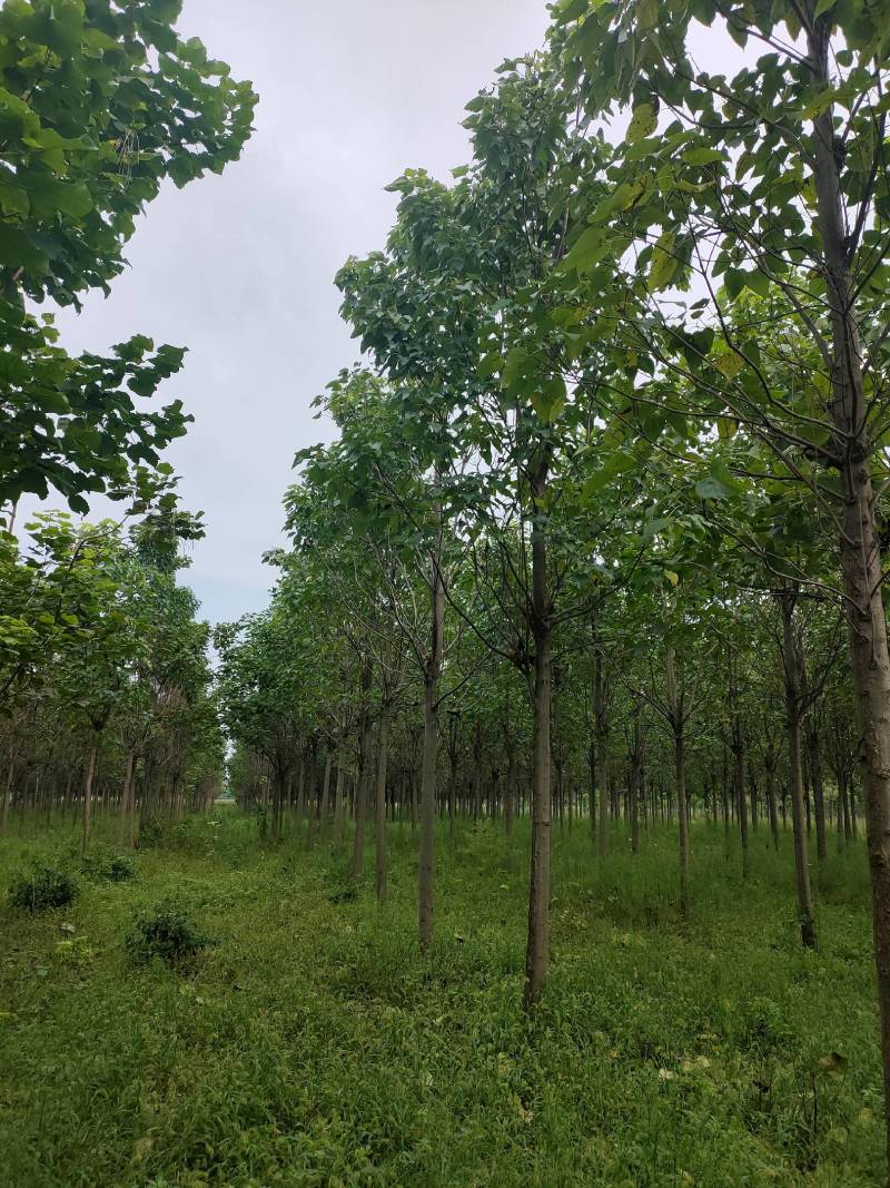 河南千亩泡桐基地供应泡桐3-10公分有量，栾树10公分