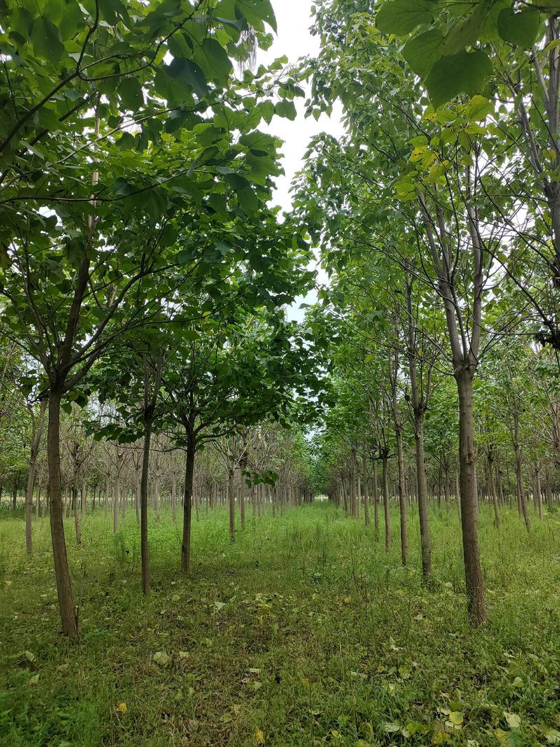 河南千亩泡桐基地供应泡桐3-10公分有量，栾树10公分
