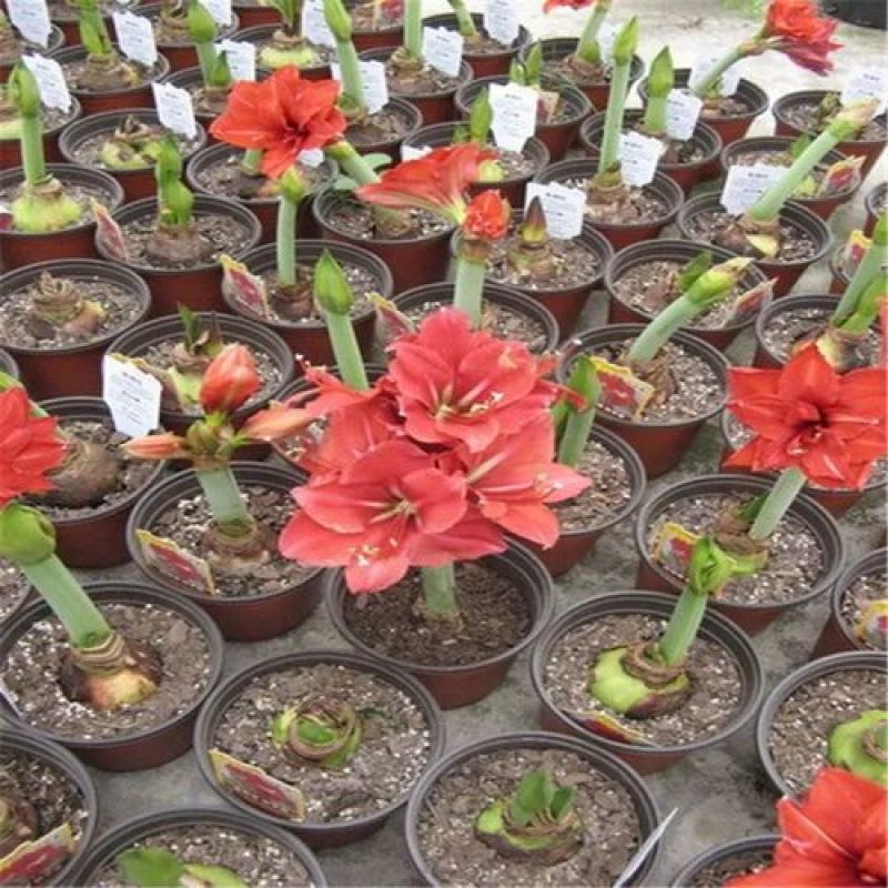 朱顶红种球浓香型重瓣种球室内阳台庭院种植盆栽植物花卉