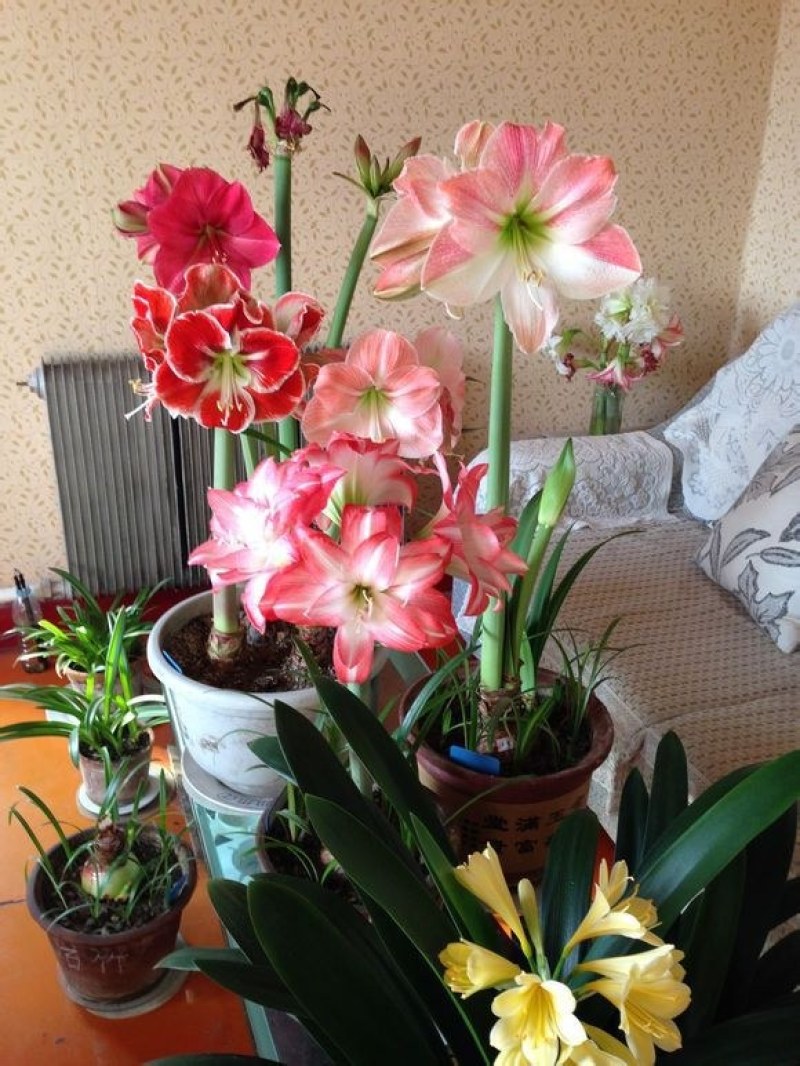 朱顶红种球浓香型重瓣种球室内阳台庭院种植盆栽植物花卉
