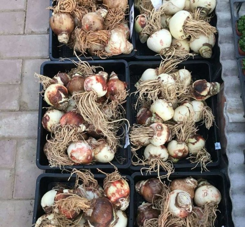 朱顶红种球浓香型重瓣种球室内阳台庭院种植盆栽植物花卉