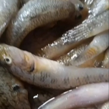 山根鱼