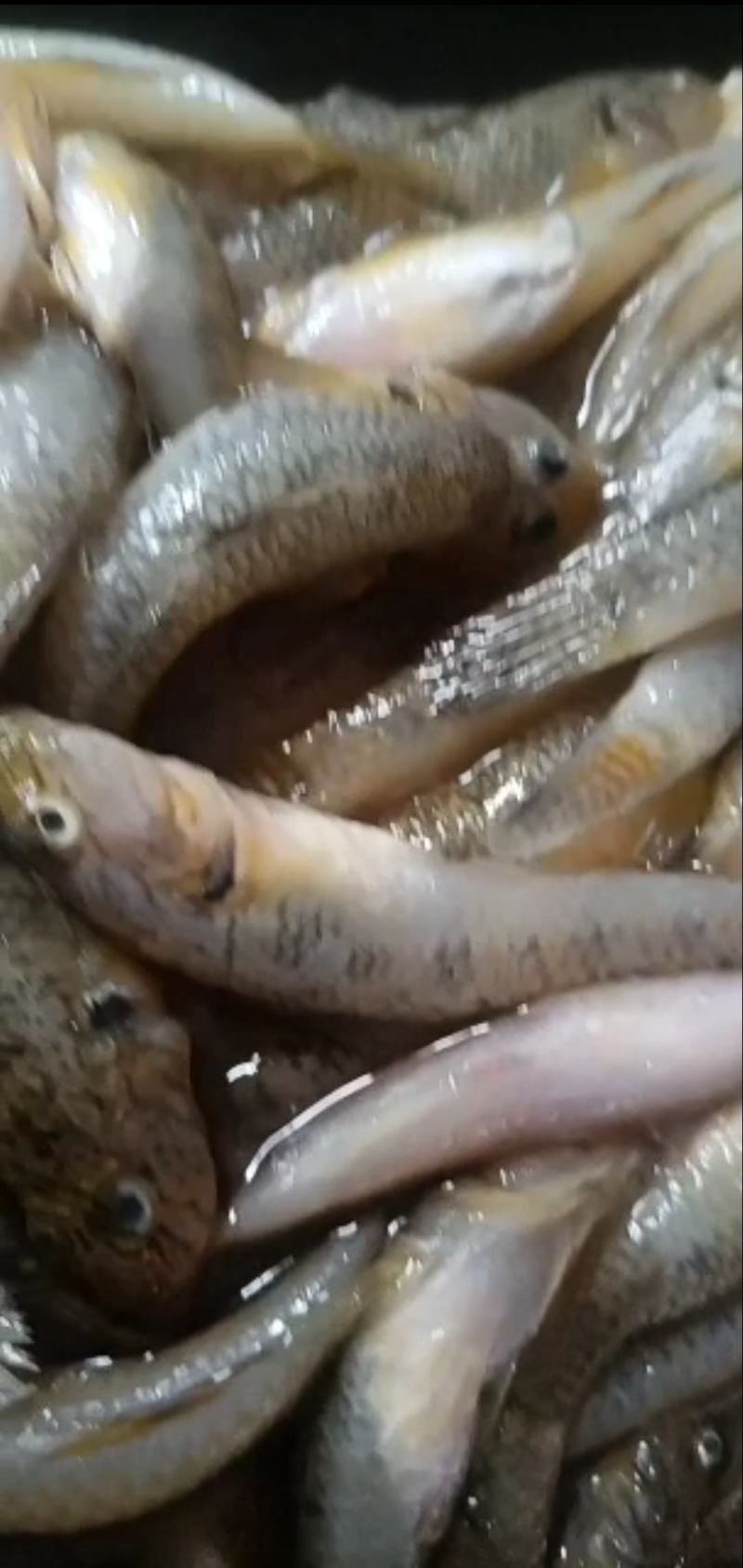 山根鱼