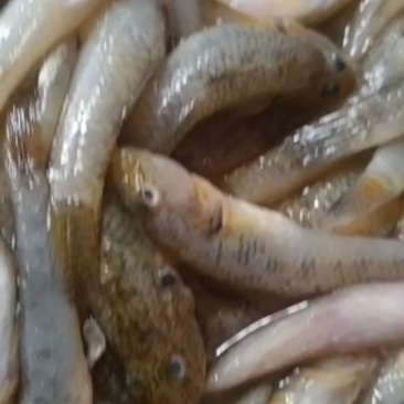 山根鱼