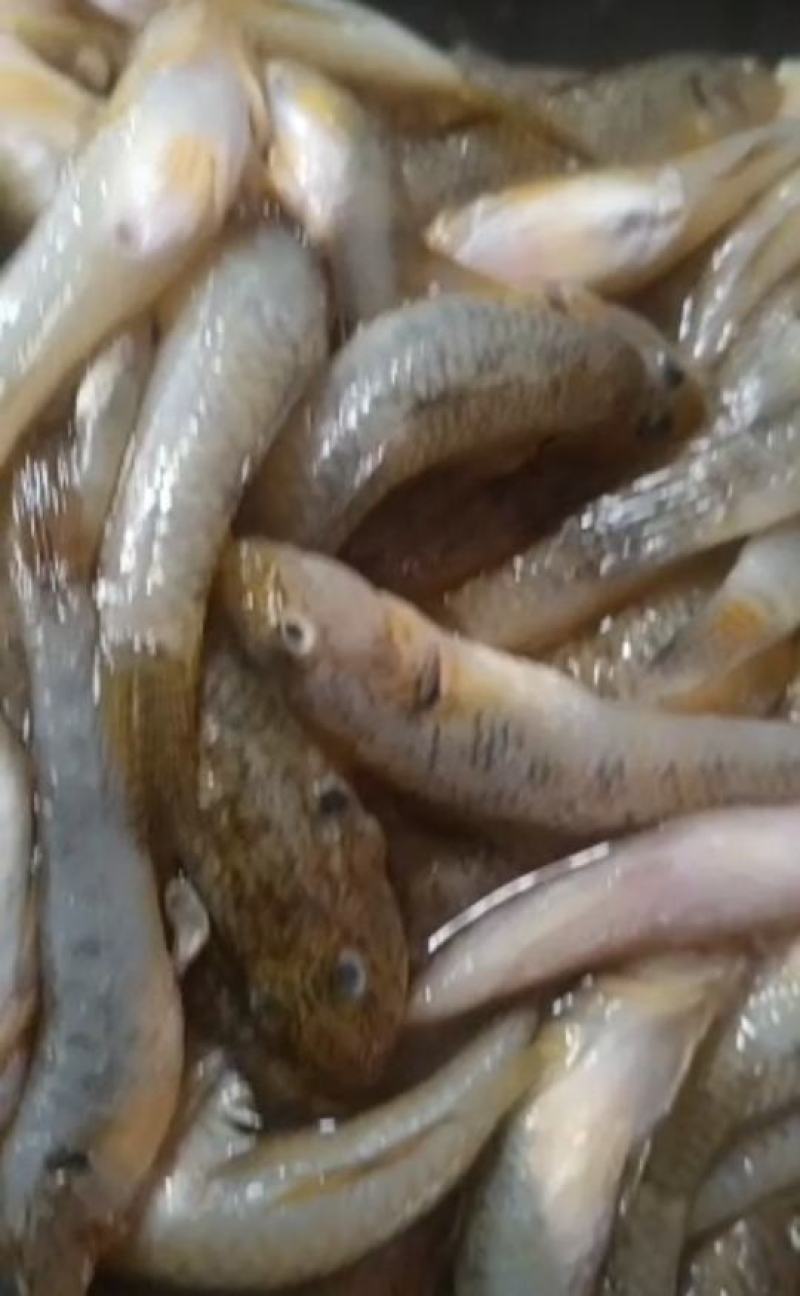 山根鱼