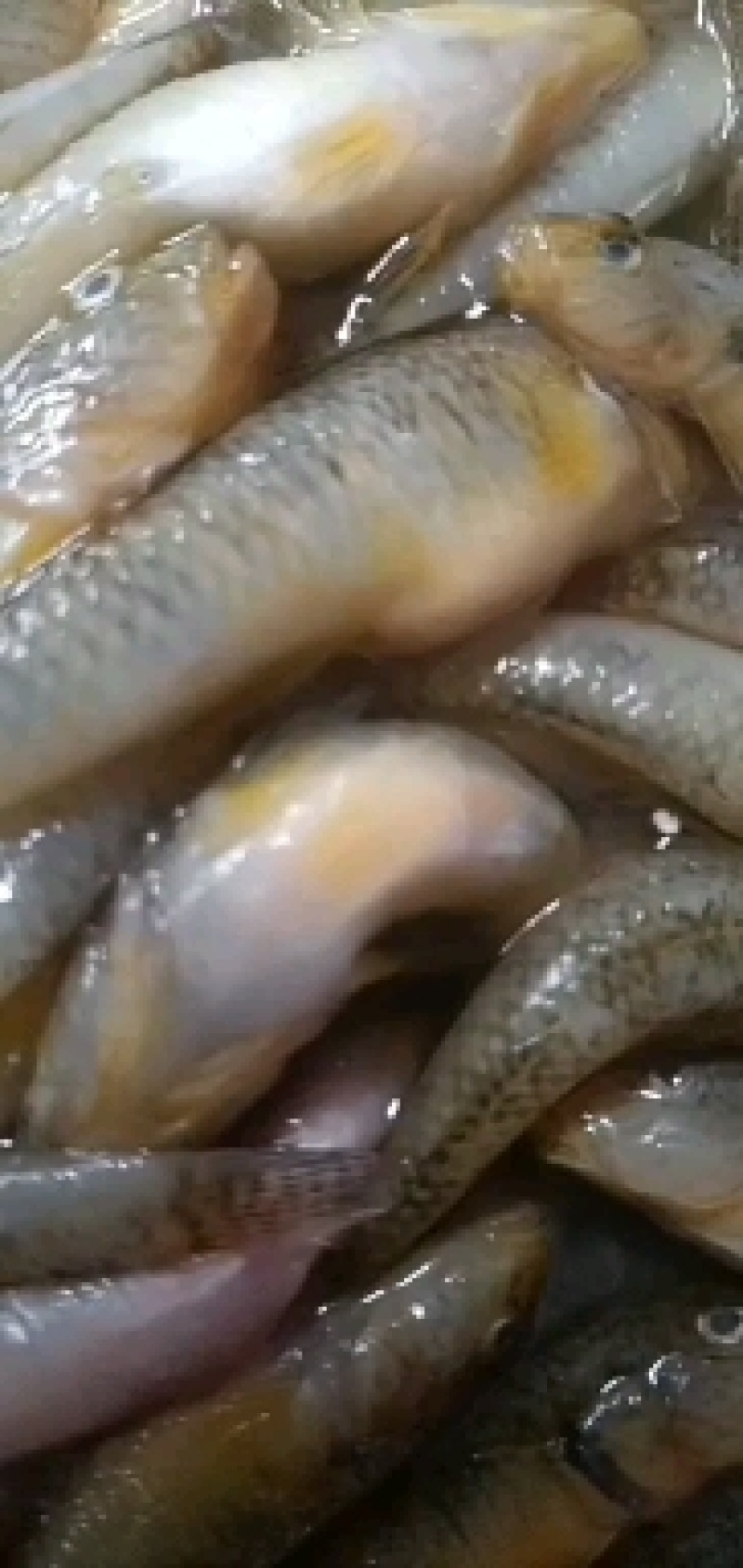 山根鱼