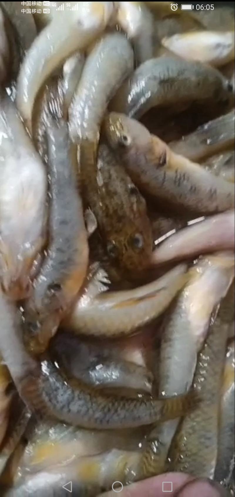 山根鱼