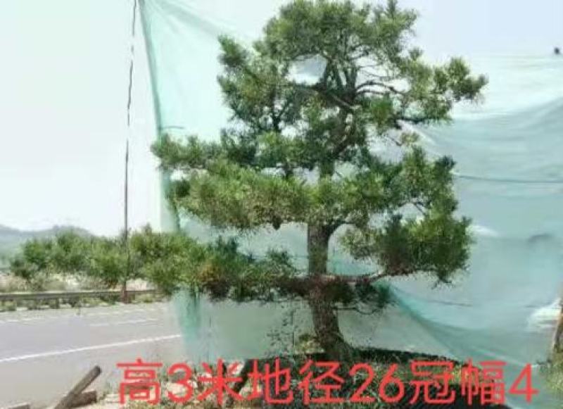 造型松，庭院景观松，造型黑松，造型油松，迎客松基地直发