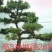 造型松，庭院景观松，造型黑松，造型油松，迎客松基地直发