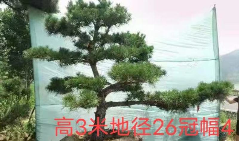 造型松，庭院景观松，造型黑松，造型油松，迎客松基地直发