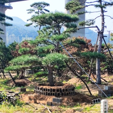 造型松，庭院景观松，造型黑松，造型油松，迎客松基地直发
