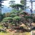 造型松，庭院景观松，造型黑松，造型油松，迎客松基地直发