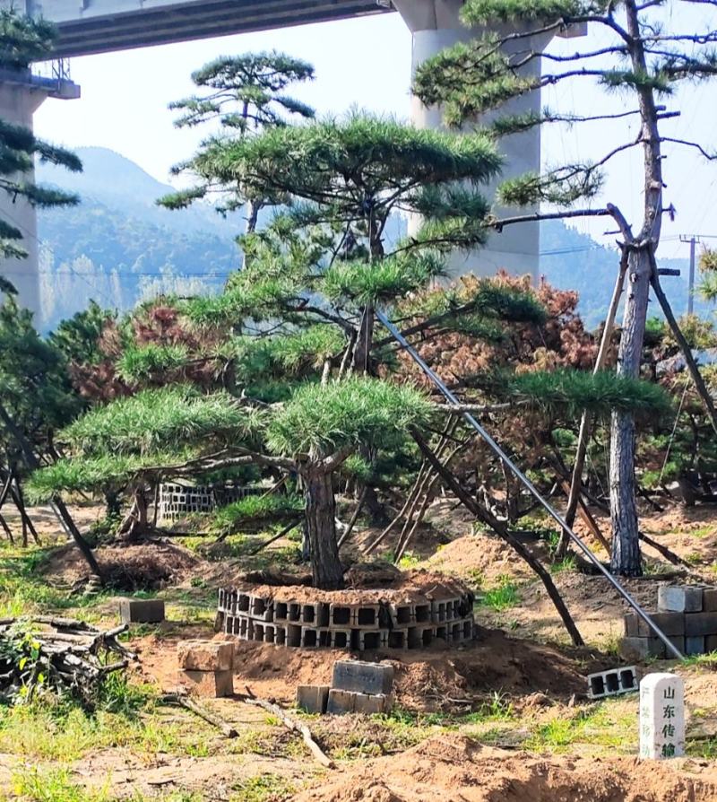 造型松，庭院景观松，造型黑松，造型油松，迎客松基地直发