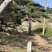 造型松，庭院景观松，造型黑松，造型油松，迎客松基地直发