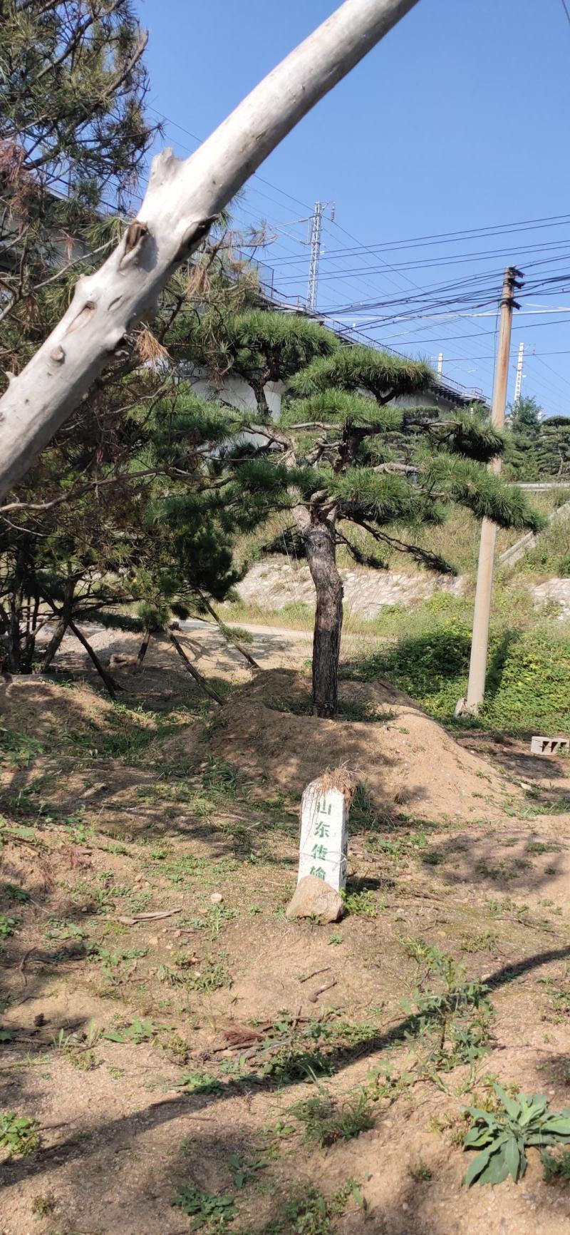 造型松，庭院景观松，造型黑松，造型油松，迎客松基地直发
