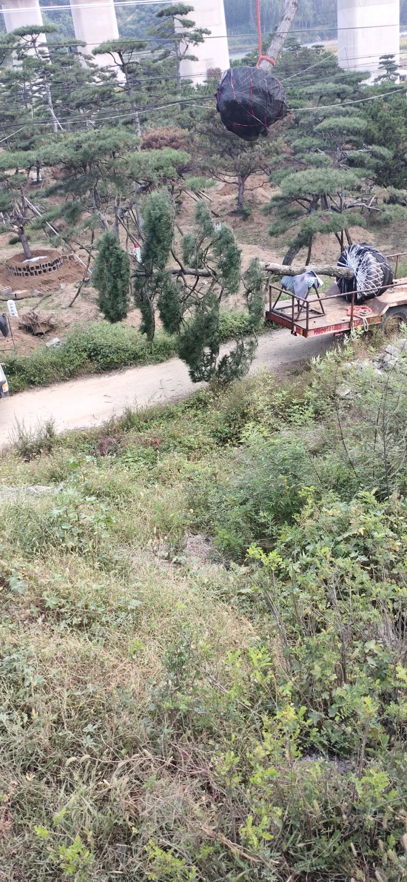 造型松，庭院景观松，造型黑松，造型油松，迎客松基地直发