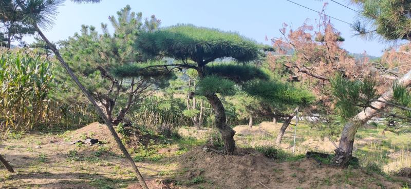 造型松，庭院景观松，造型黑松，造型油松，迎客松基地直发