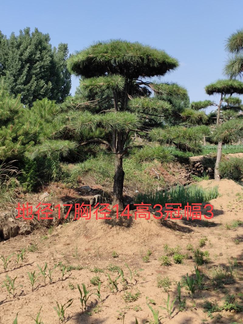 造型松，庭院景观松，造型黑松，造型油松，迎客松基地直发