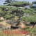 造型松，庭院景观松，造型黑松，造型油松，迎客松基地直发