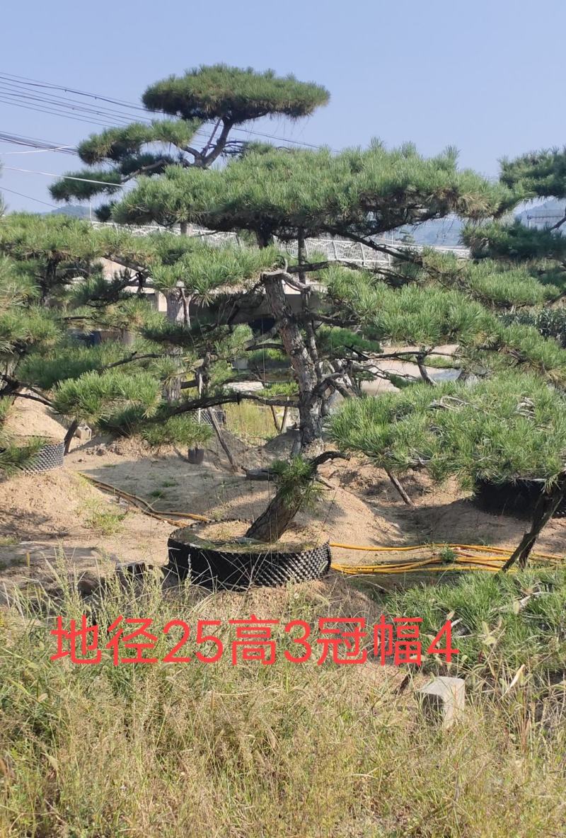 造型松，庭院景观松，造型黑松，造型油松，迎客松基地直发