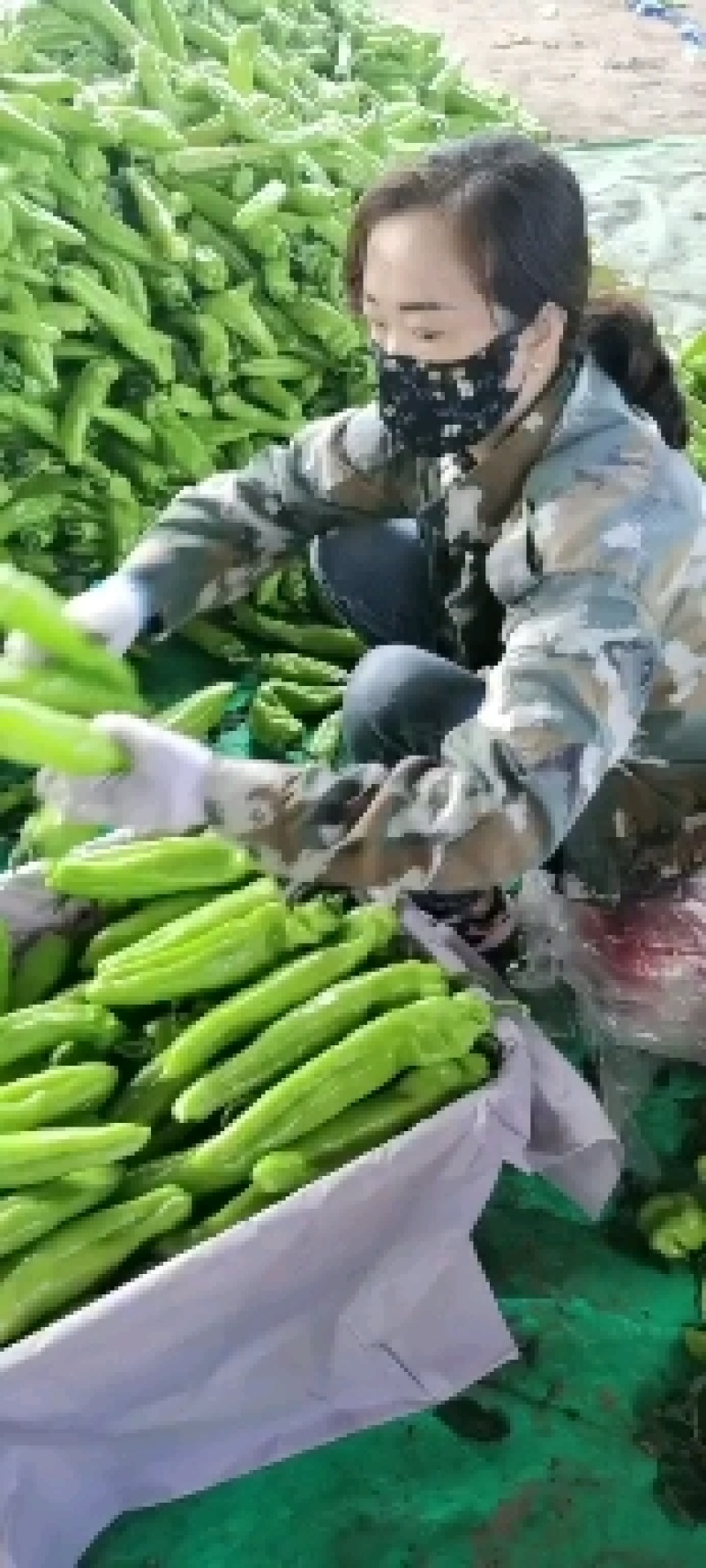 辣椒，椒王绿箭长箭需要你就来