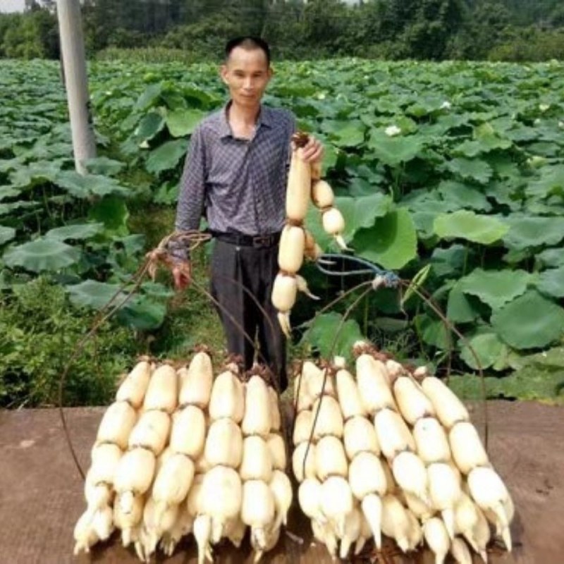 莲藕种苗，食用莲藕种苗，南斯拉夫雪莲藕种苗巨无霸莲藕苗