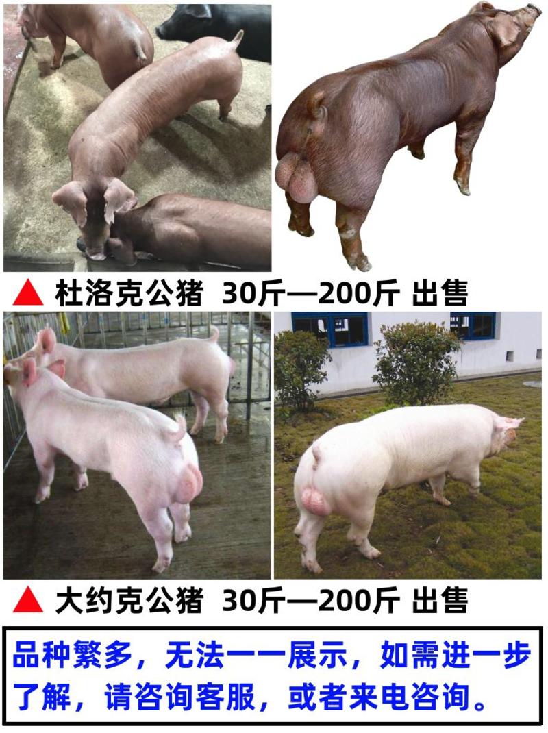 纯种大白公猪大约克种公猪200多斤大公猪到家就能用