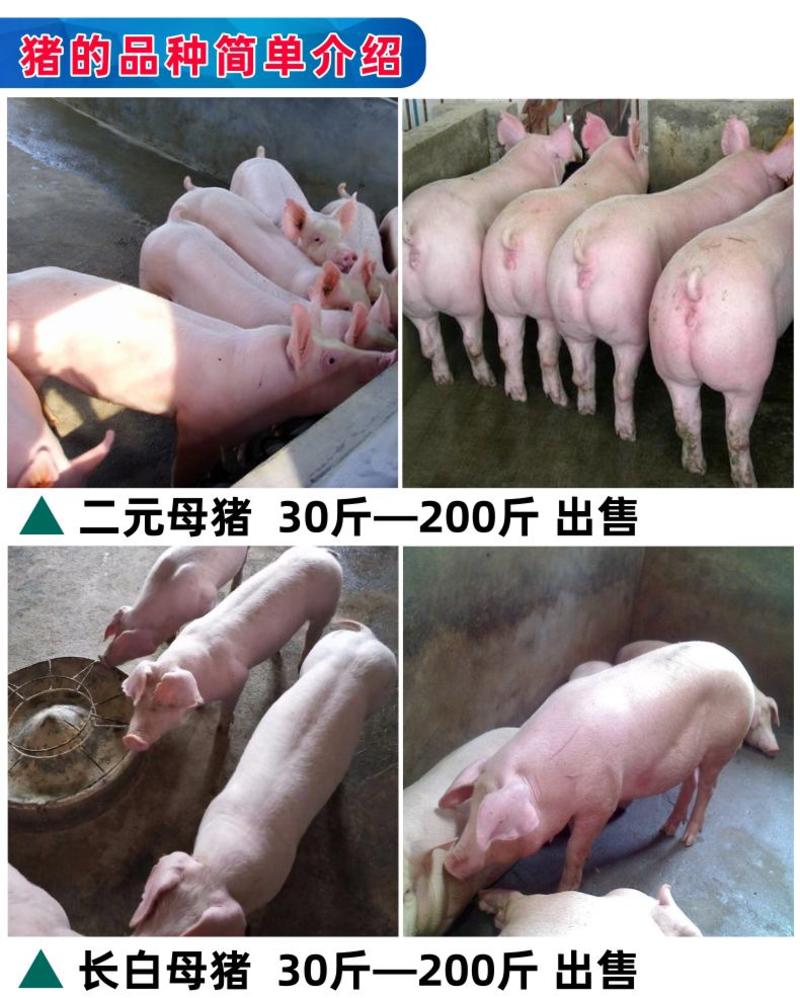 纯种大白公猪大约克种公猪200多斤大公猪到家就能用