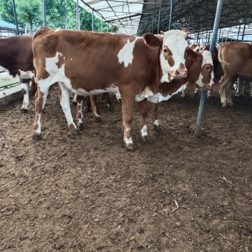 改良黄牛肉牛养殖基地三元杂交牛牛犊五元杂交肉牛养殖