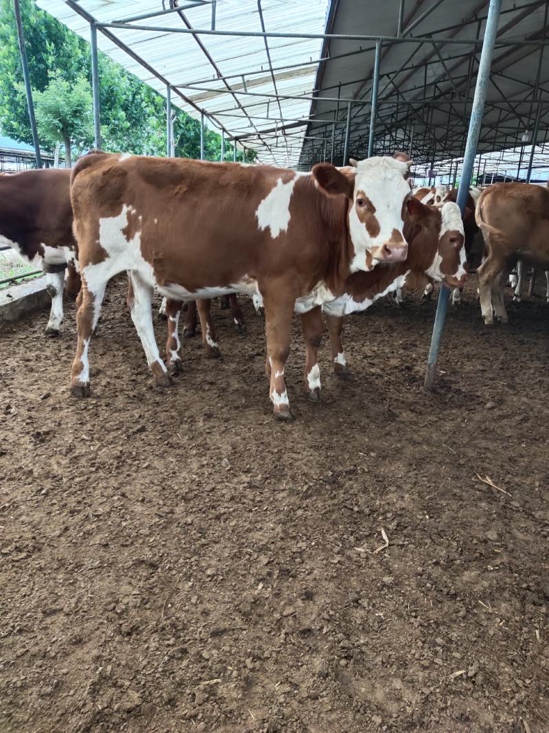 改良黄牛肉牛养殖基地三元杂交牛牛犊五元杂交肉牛养殖