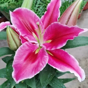 香水百合花自家基地直销各规格齐全量大从优欢迎选购