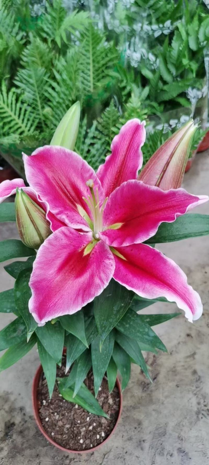 香水百合花自家基地直销各规格齐全量大从优欢迎选购