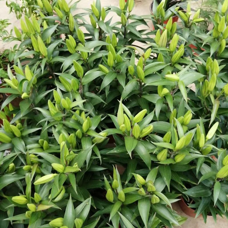 香水百合花自家基地直销各规格齐全量大从优欢迎选购