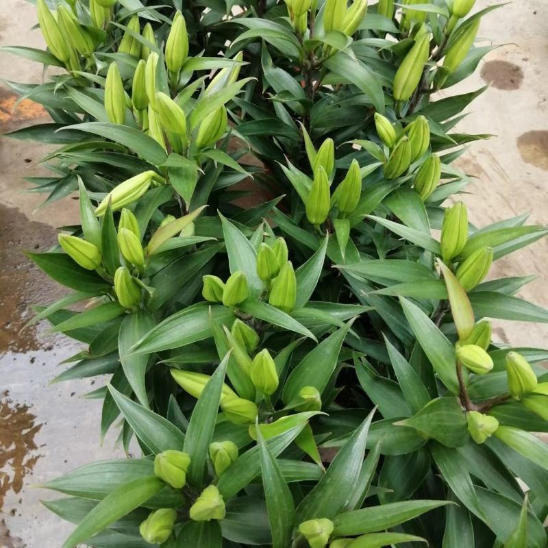 香水百合花自家基地直销各规格齐全量大从优欢迎选购