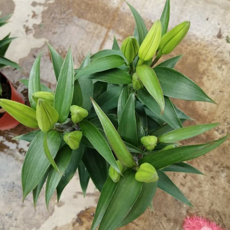 香水百合花自家基地直销各规格齐全量大从优欢迎选购