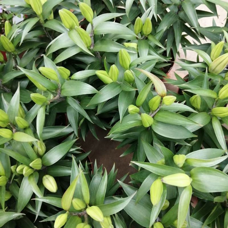 香水百合花自家基地直销各规格齐全量大从优欢迎选购