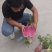 凤梨萝卜种子口感爽脆产量高抗病性强品质佳带甜味特色萝卜种