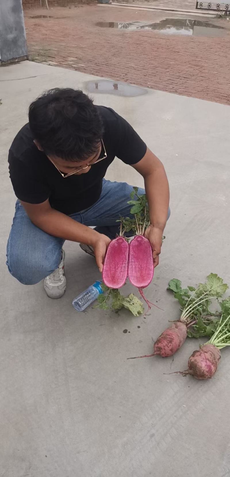 凤梨萝卜种子口感爽脆产量高抗病性强品质佳带甜味特色萝卜种