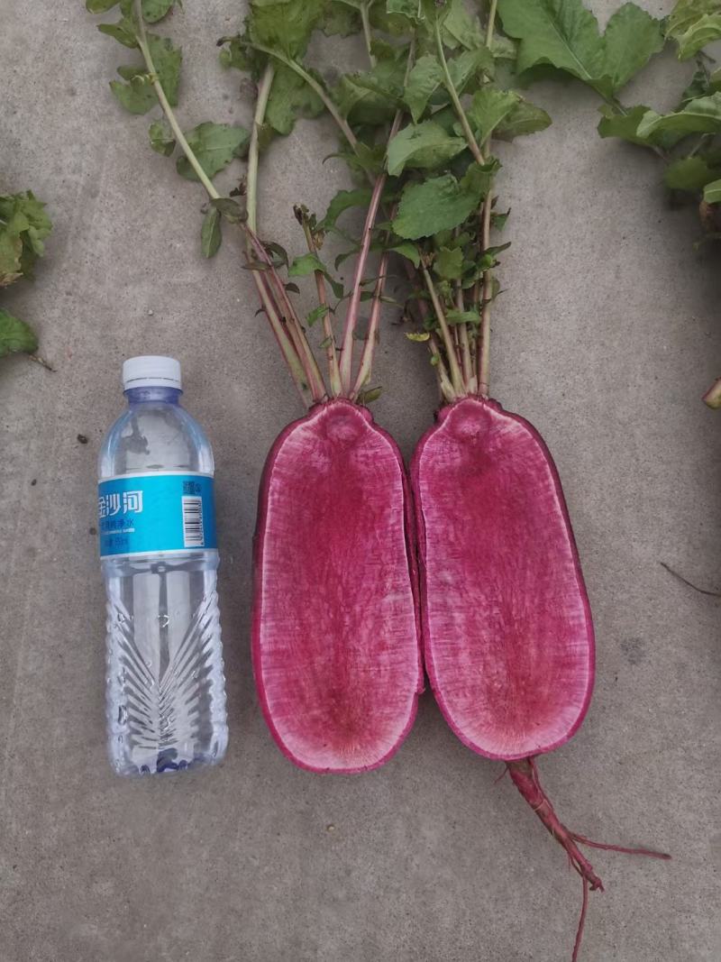 凤梨萝卜种子口感爽脆产量高抗病性强品质佳带甜味特色萝卜种