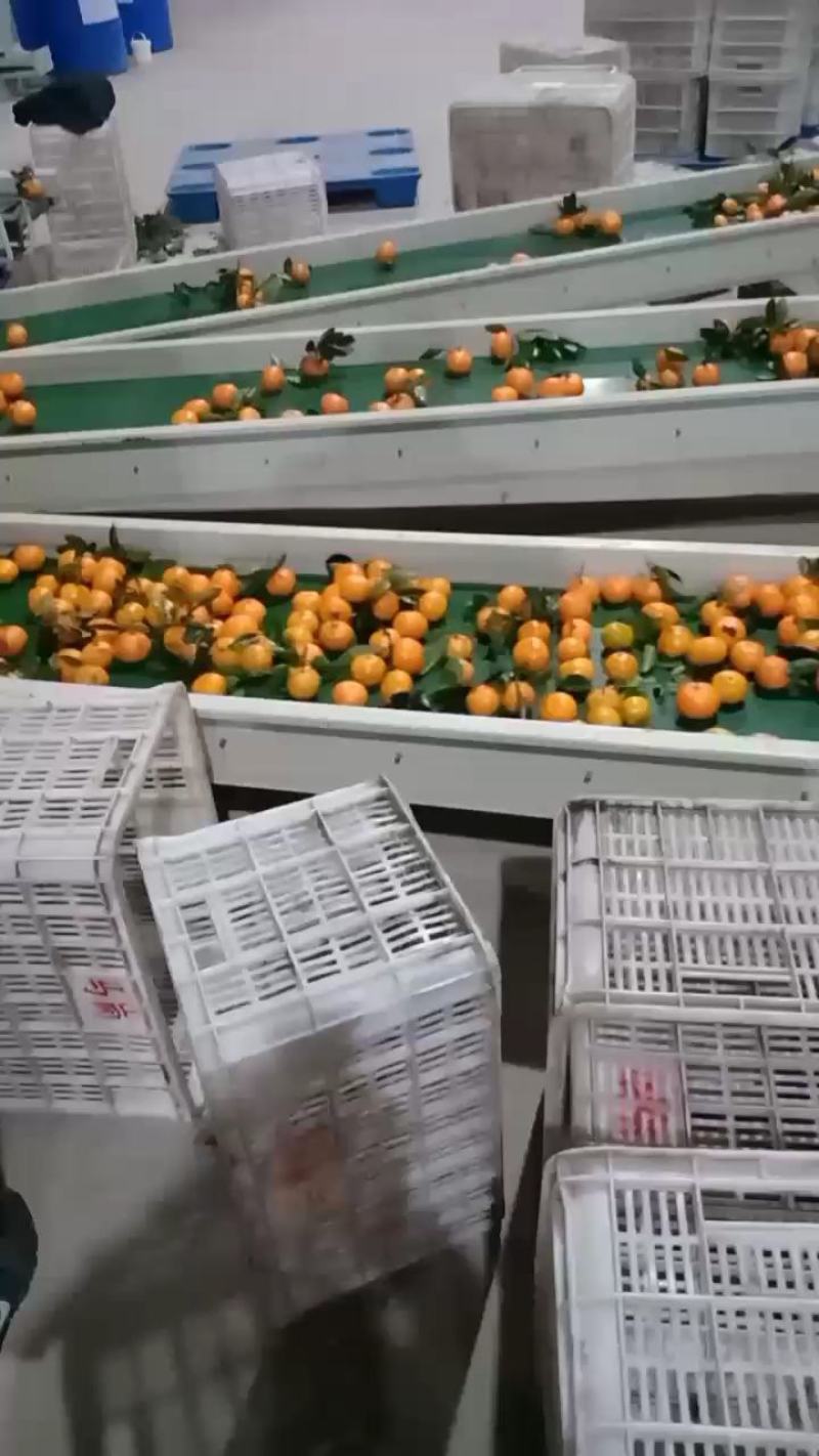 丹江口高山蜜桔皮薄，含糖量高，皮毛漂亮，口感超甜产地直销