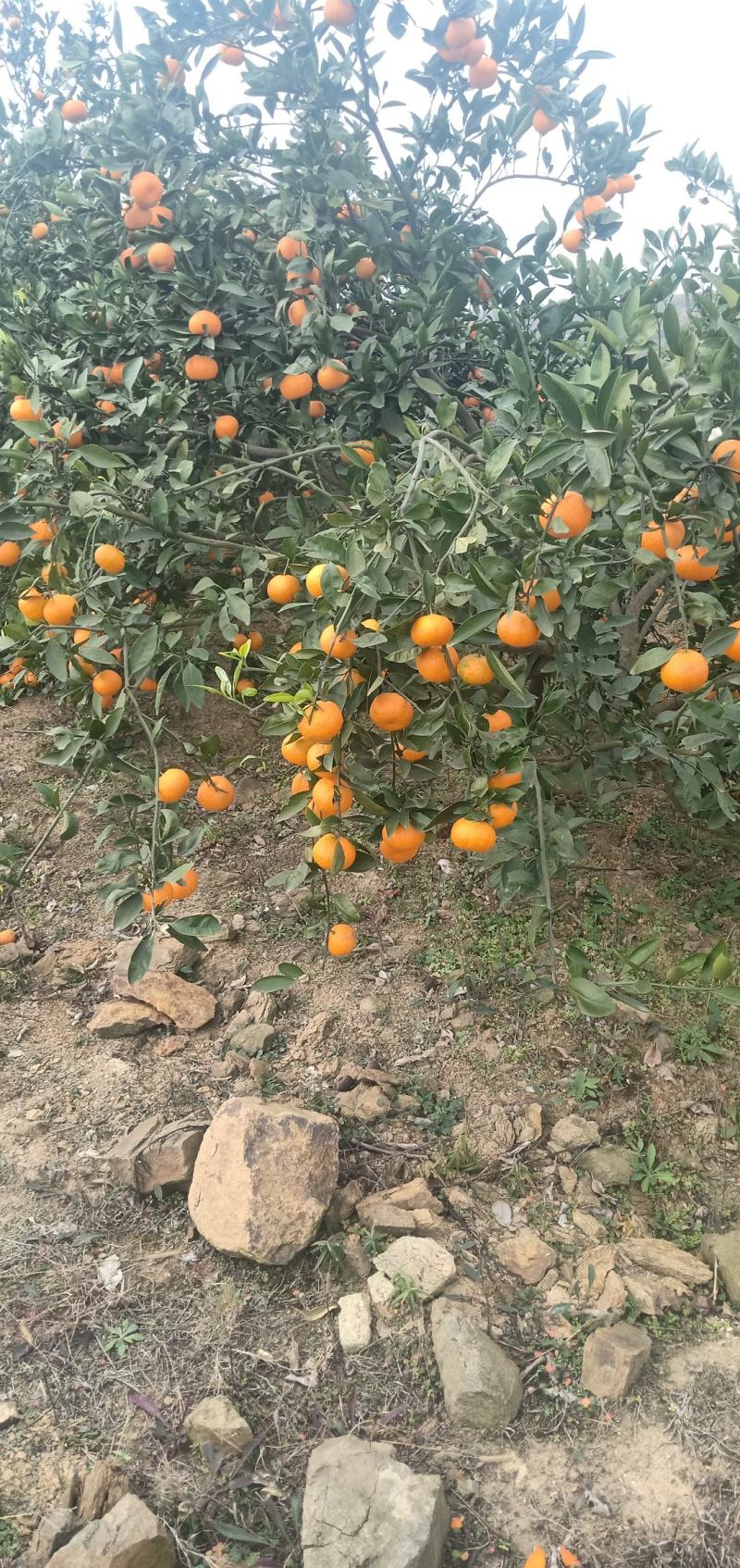 丹江口高山蜜桔皮薄，含糖量高，皮毛漂亮，口感超甜产地直销