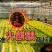 大棚加热增温块燃烧温室拱棚加热升温块无烟无毒环保防潮燃烧